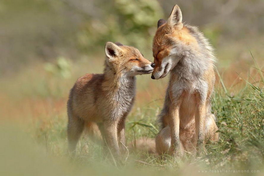 Cette photographe prouve que les renards sont des créatures très affectueuses en 12 images attendrissantes