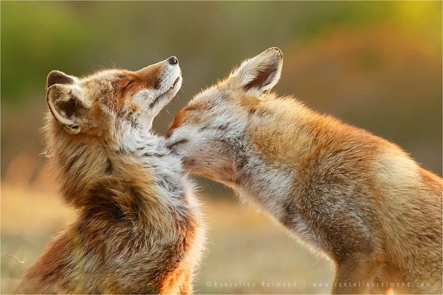 Cette photographe prouve que les renards sont des créatures très affectueuses en 12 images attendrissantes
