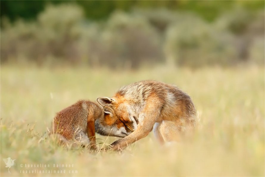 Cette photographe prouve que les renards sont des créatures très affectueuses en 12 images attendrissantes