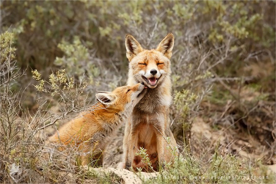 Cette photographe prouve que les renards sont des créatures très affectueuses en 12 images attendrissantes
