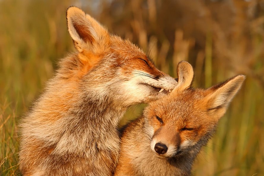 Cette photographe prouve que les renards sont des créatures très affectueuses en 12 images attendrissantes