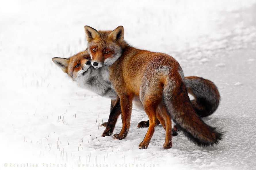 Cette photographe prouve que les renards sont des créatures très affectueuses en 12 images attendrissantes