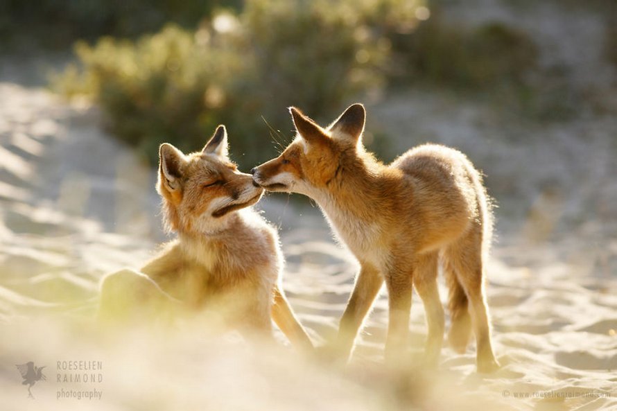 Cette photographe prouve que les renards sont des créatures très affectueuses en 12 images attendrissantes