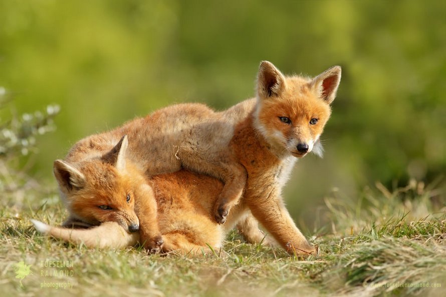 Cette photographe prouve que les renards sont des créatures très affectueuses en 12 images attendrissantes