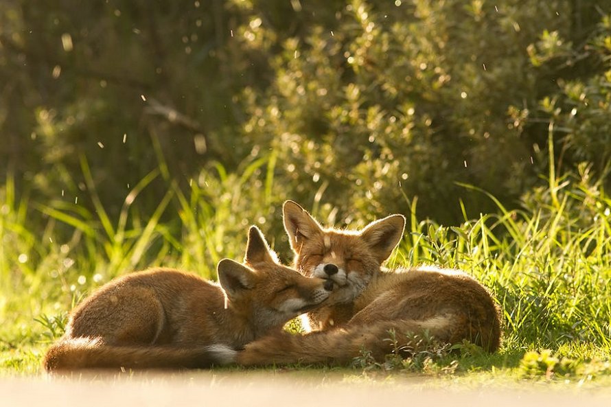 Cette photographe prouve que les renards sont des créatures très affectueuses en 12 images attendrissantes