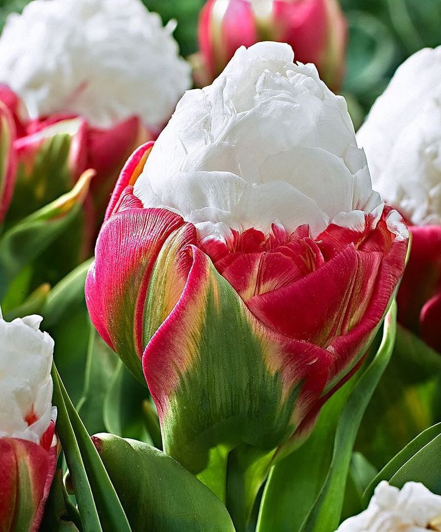 Les tulipes de crème glacée existent et ces 10 photos vont te donner faim