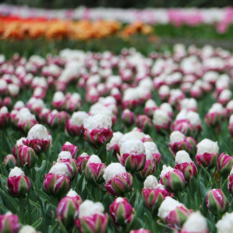 Les tulipes de crème glacée existent et ces 10 photos vont te donner faim