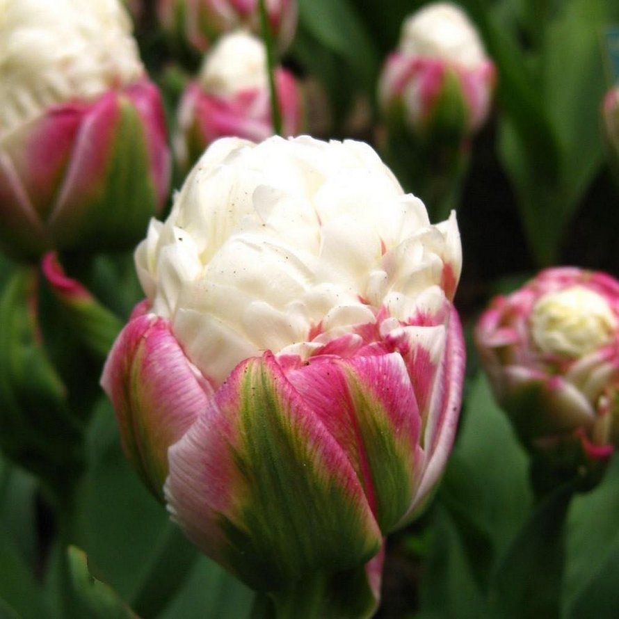 Les tulipes de crème glacée existent et ces 10 photos vont te donner faim
