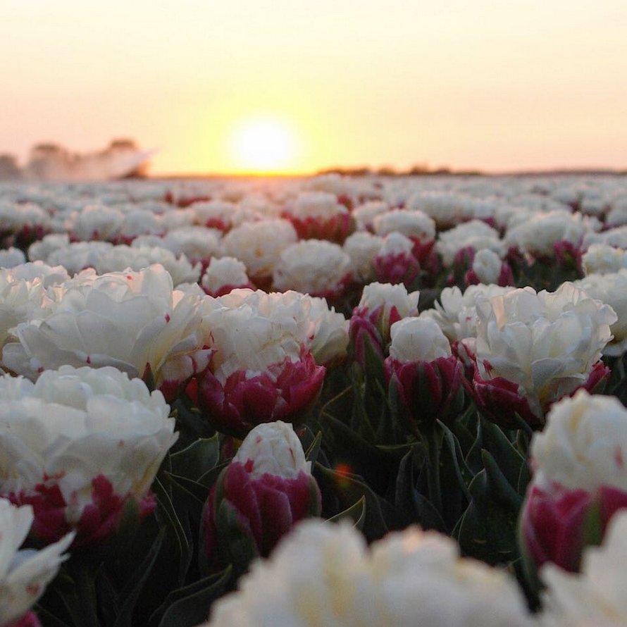 Les tulipes de crème glacée existent et ces 10 photos vont te donner faim