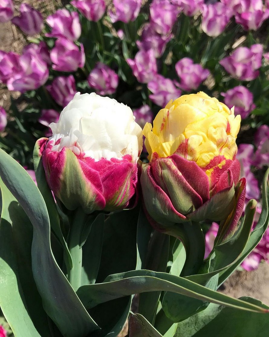 Les tulipes de crème glacée existent et ces 10 photos vont te donner faim