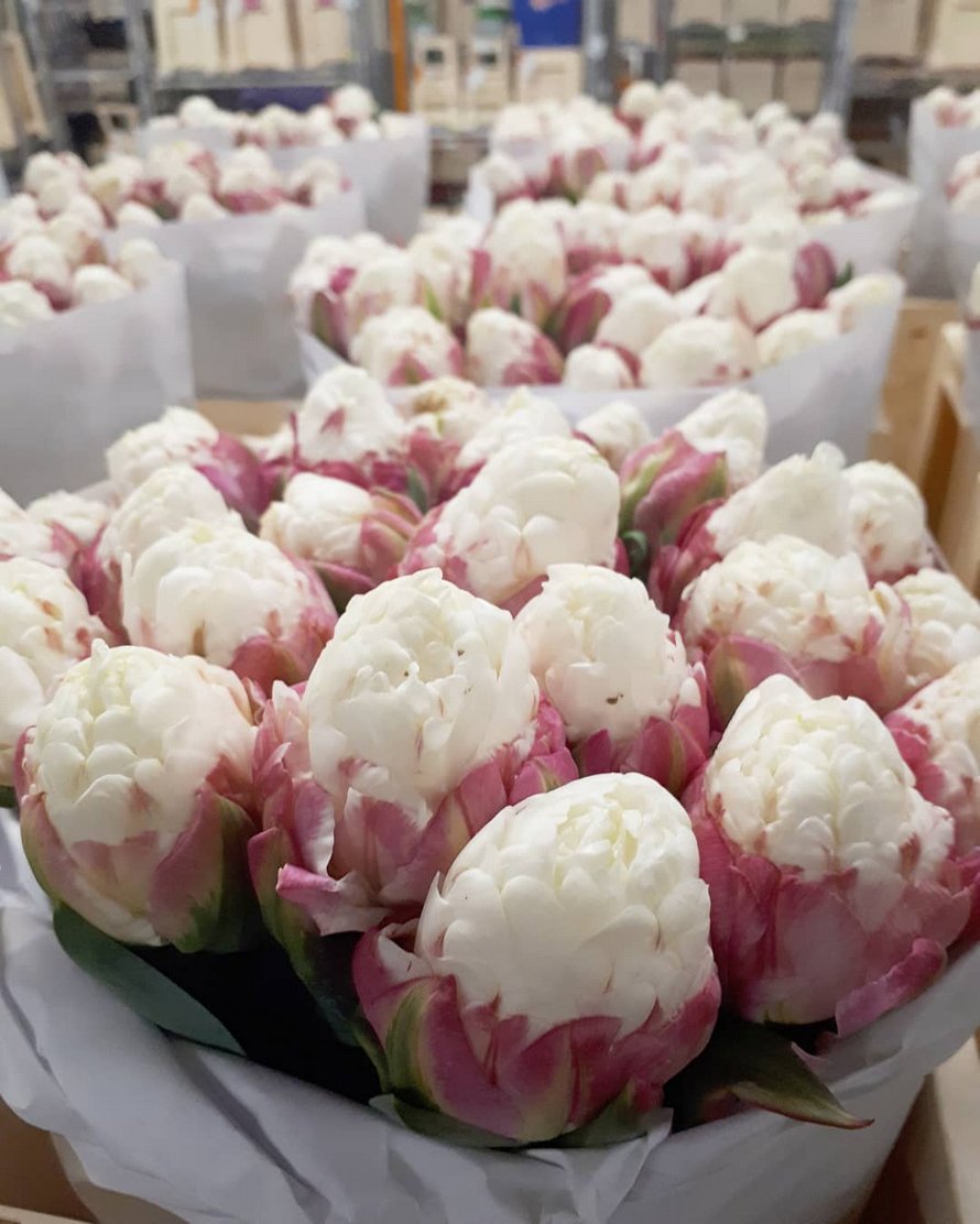 Les tulipes de crème glacée existent et ces 10 photos vont te donner faim