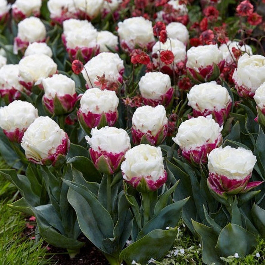 Les tulipes de crème glacée existent et ces 10 photos vont te donner faim