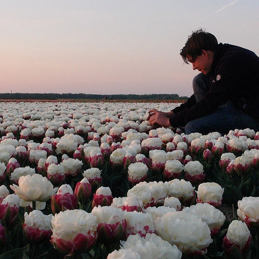 Les tulipes de crème glacée existent et ces 10 photos vont te donner faim