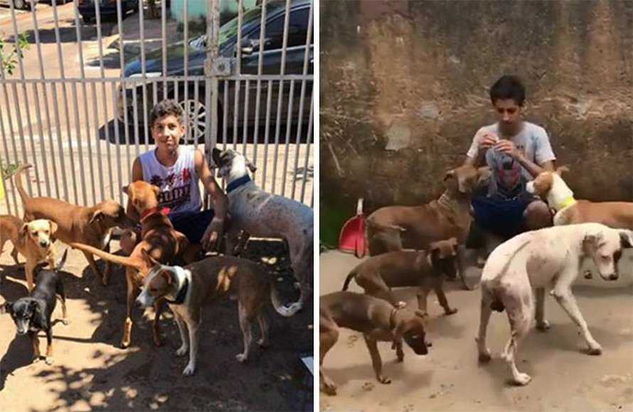 Un ado de 17 ans ouvre un refuge pour animaux unique et il a déjà sauvé 22 chiens et 4 chats