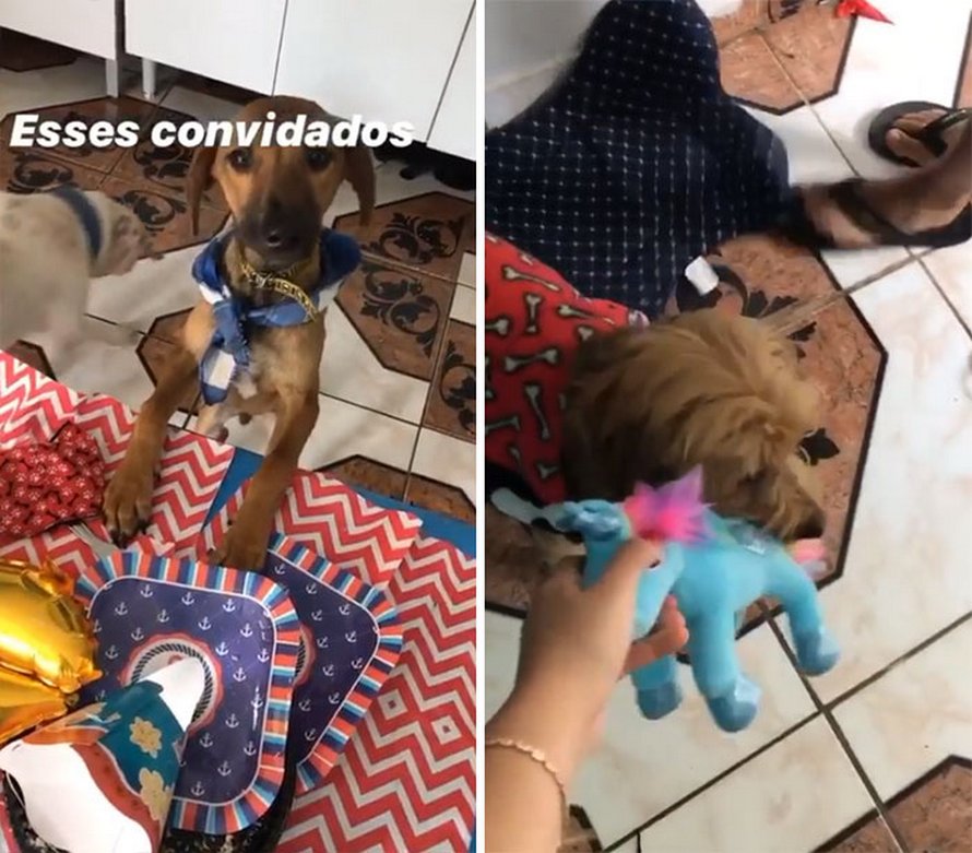 Un ado de 17 ans ouvre un refuge pour animaux unique et il a déjà sauvé 22 chiens et 4 chats