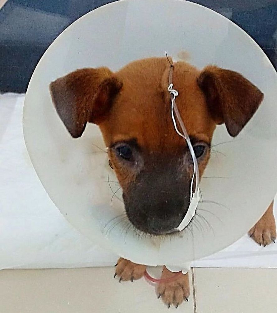 Un ado de 17 ans ouvre un refuge pour animaux unique et il a déjà sauvé 22 chiens et 4 chats