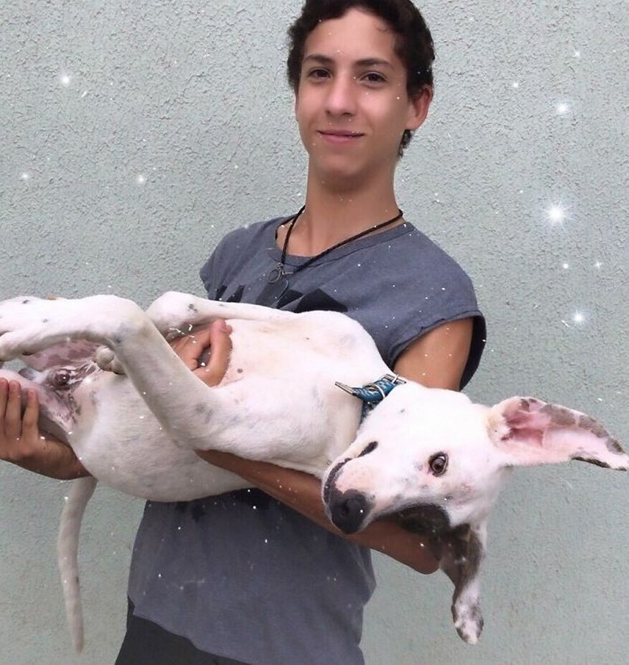 Un ado de 17 ans ouvre un refuge pour animaux unique et il a déjà sauvé 22 chiens et 4 chats