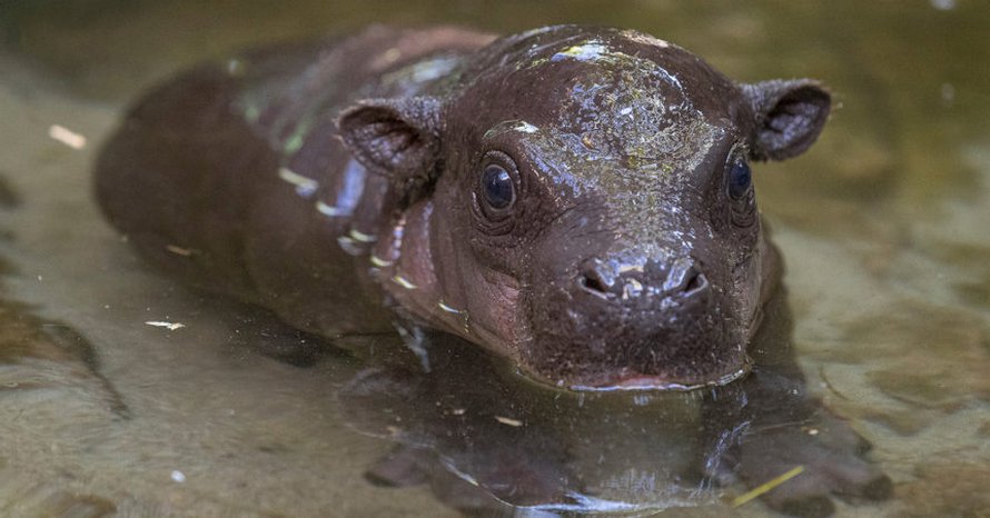 Cet Hippopotame Nain Menace Vient De Naitre Au Zoo De San Diego Et C Est Le Premier En 30 Ans Ipnoze Cet Hippopotame Nain Menace Vient De Naitre Au Zoo De San Diego Et C Est Le Premier En 30 Ans Ipnoze