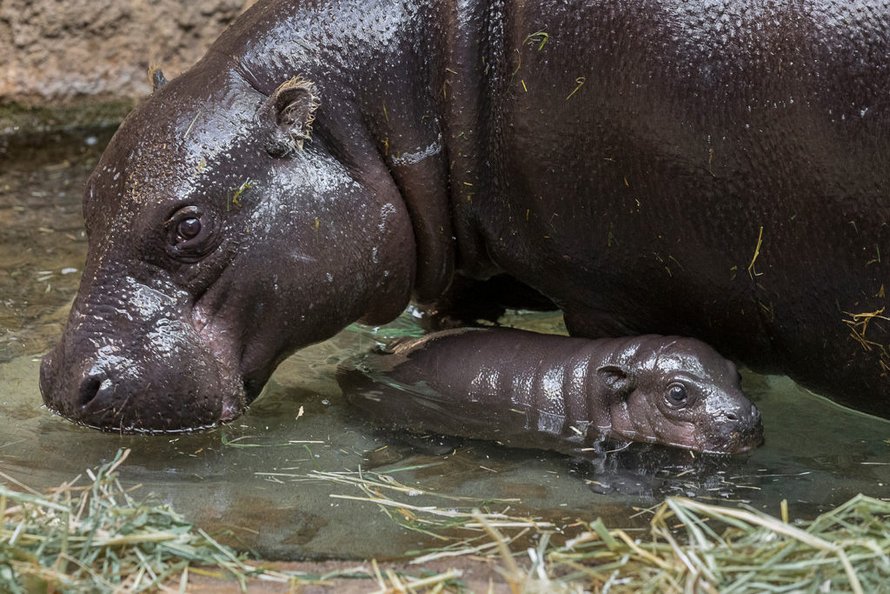 Cet Hippopotame Nain Menace Vient De Naitre Au Zoo De San Diego Et C Est Le Premier En 30 Ans Ipnoze Cet Hippopotame Nain Menace Vient De Naitre Au Zoo De San Diego Et C Est Le Premier En 30 Ans Ipnoze