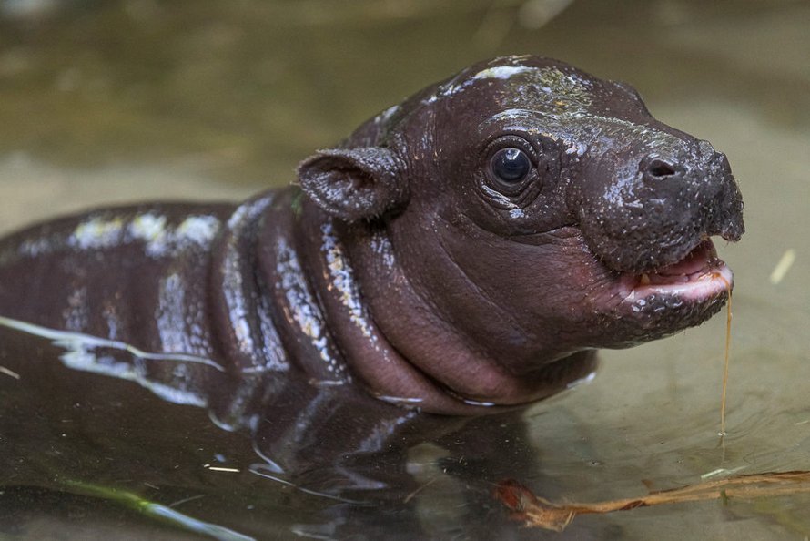 Cet Hippopotame Nain Menace Vient De Naitre Au Zoo De San Diego Et C Est Le Premier En 30 Ans Ipnoze Cet Hippopotame Nain Menace Vient De Naitre Au Zoo De San Diego Et C Est Le Premier En 30 Ans Ipnoze