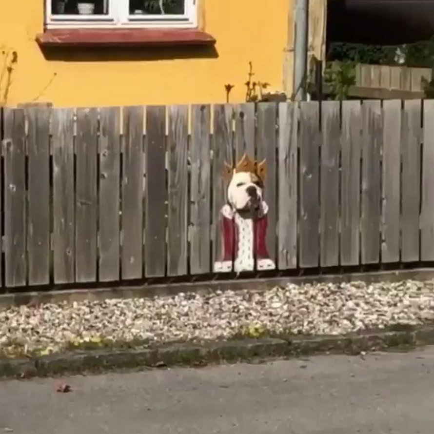 Ce bulldog adore regarder la rue à travers un trou, alors ses propriétaires ont peint 2 costumes sur la clôture