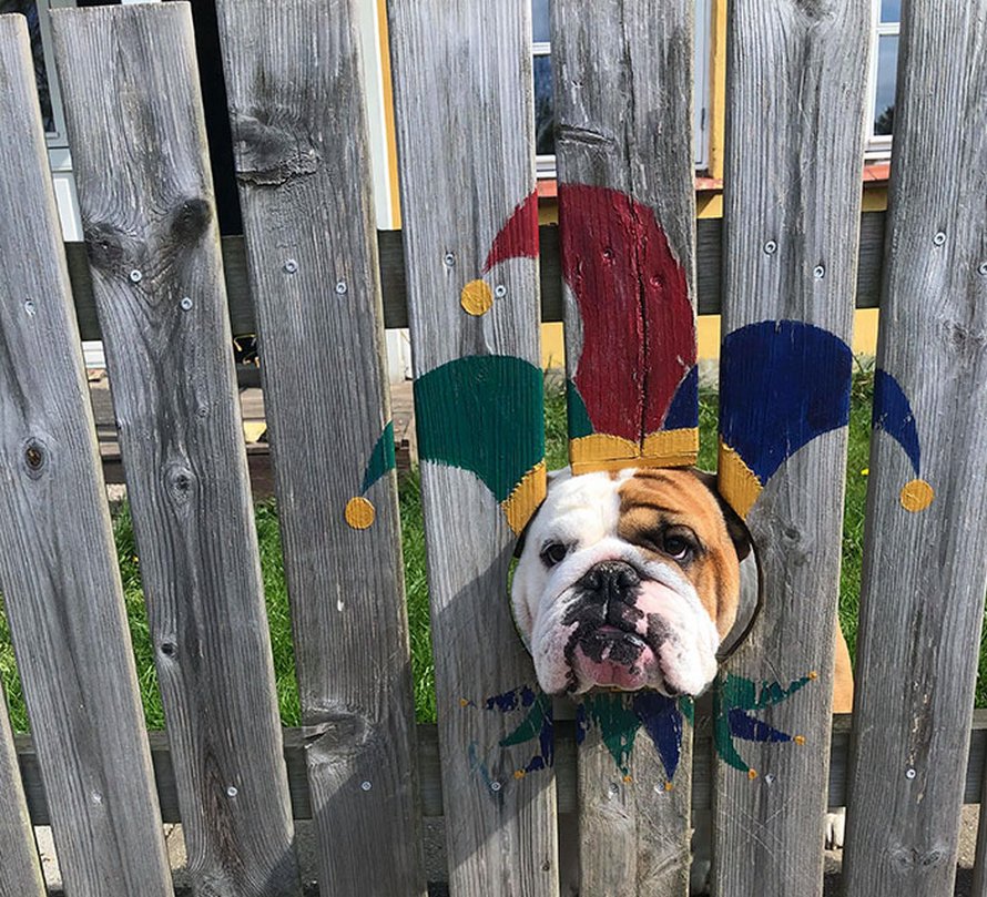Ce bulldog adore regarder la rue à travers un trou, alors ses propriétaires ont peint 2 costumes sur la clôture