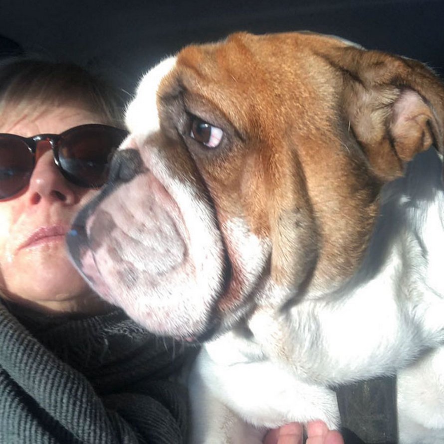 Ce bulldog adore regarder la rue à travers un trou, alors ses propriétaires ont peint 2 costumes sur la clôture