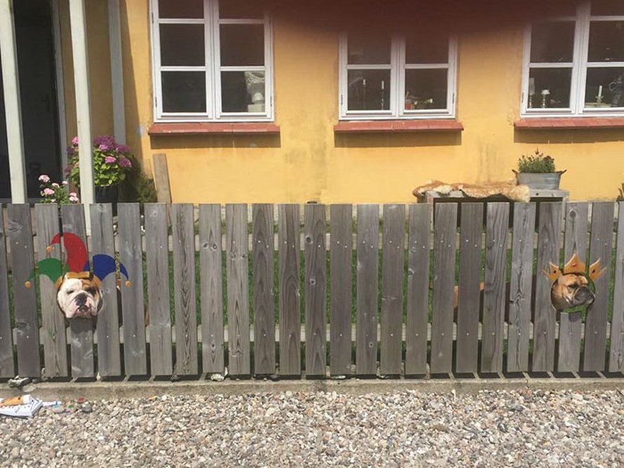 Ce bulldog adore regarder la rue à travers un trou, alors ses propriétaires ont peint 2 costumes sur la clôture