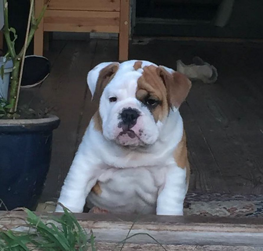 Ce bulldog adore regarder la rue à travers un trou, alors ses propriétaires ont peint 2 costumes sur la clôture