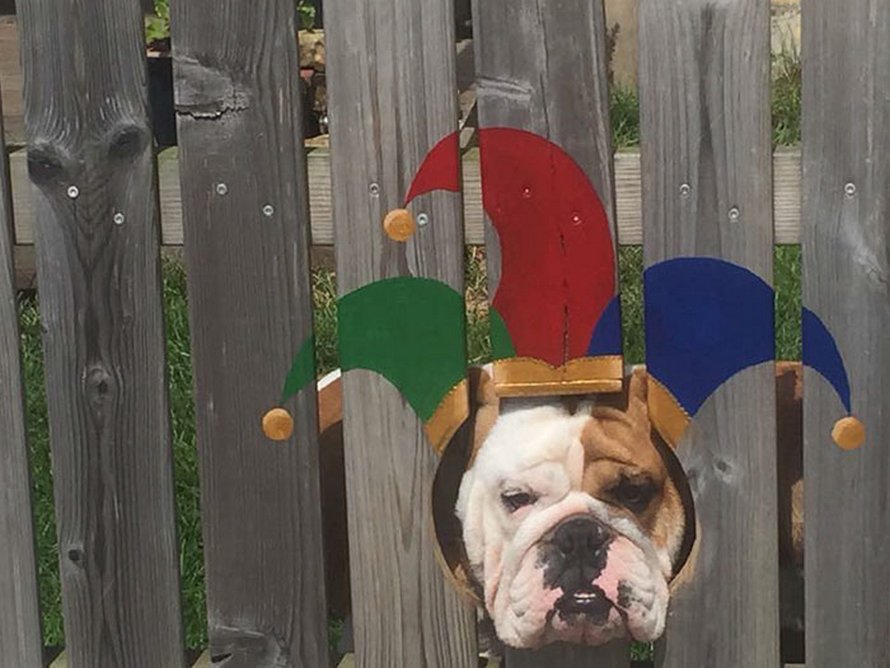 Ce bulldog adore regarder la rue à travers un trou, alors ses propriétaires ont peint 2 costumes sur la clôture