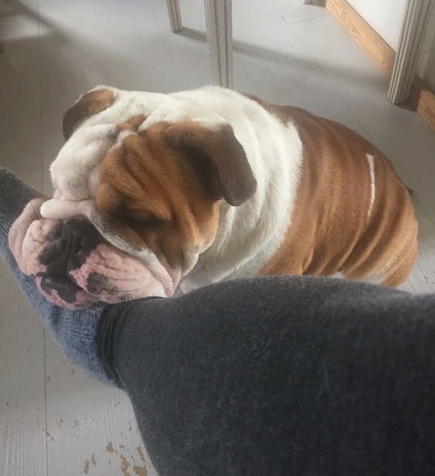 Ce bulldog adore regarder la rue à travers un trou, alors ses propriétaires ont peint 2 costumes sur la clôture