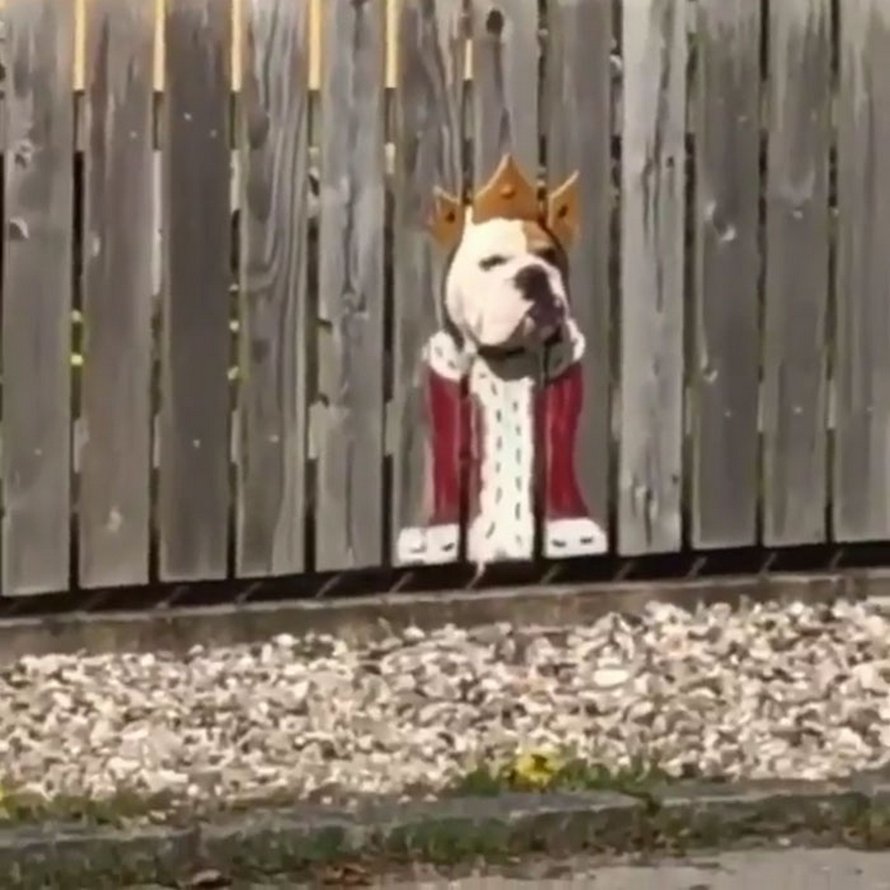 Ce bulldog adore regarder la rue à travers un trou, alors ses propriétaires ont peint 2 costumes sur la clôture