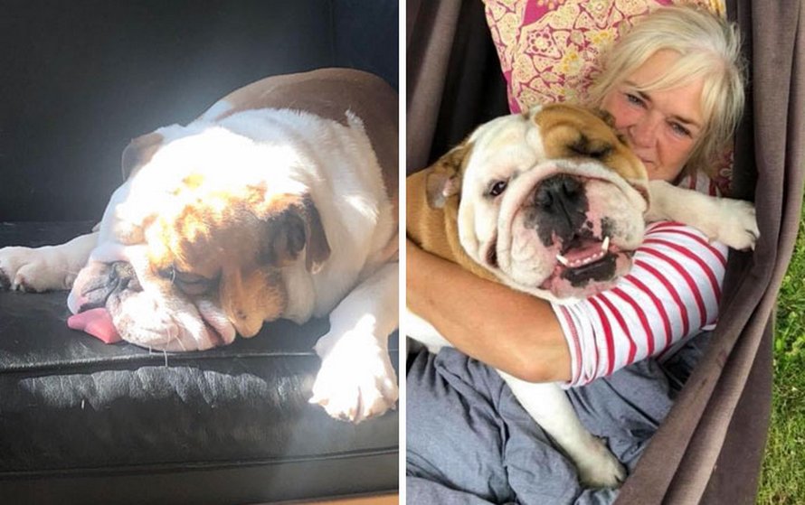 Ce bulldog adore regarder la rue à travers un trou, alors ses propriétaires ont peint 2 costumes sur la clôture