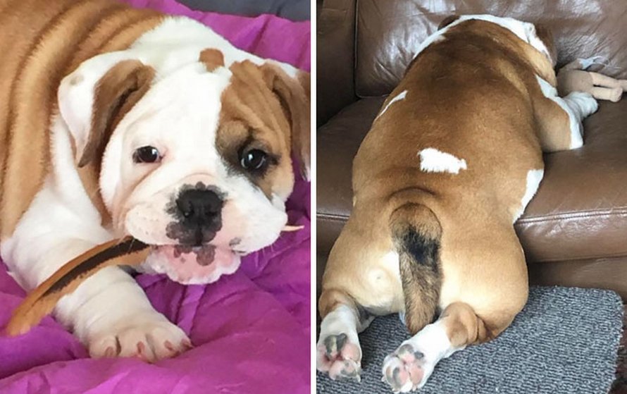 Ce bulldog adore regarder la rue à travers un trou, alors ses propriétaires ont peint 2 costumes sur la clôture