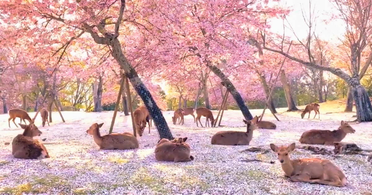 Des cerfs sauvages profitent des fleurs dans une scène sublime capturée dans le parc de Nara au Japon