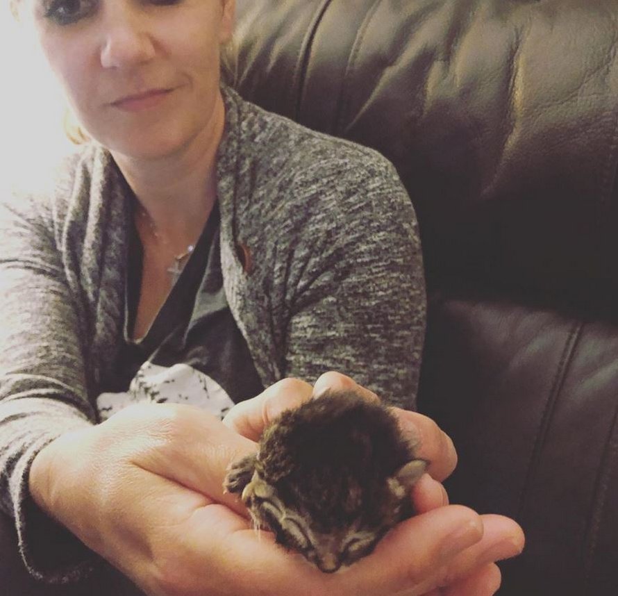 Ce Chat A Deux Faces Nomme Biscuits Et Gravy Est Mort Seulement Trois Jours Apres Sa Naissance Ipnoze Ce Chat A Deux Faces Nomme Biscuits Et Gravy Est Mort Seulement Trois Jours Apres Sa Naissance Ipnoze