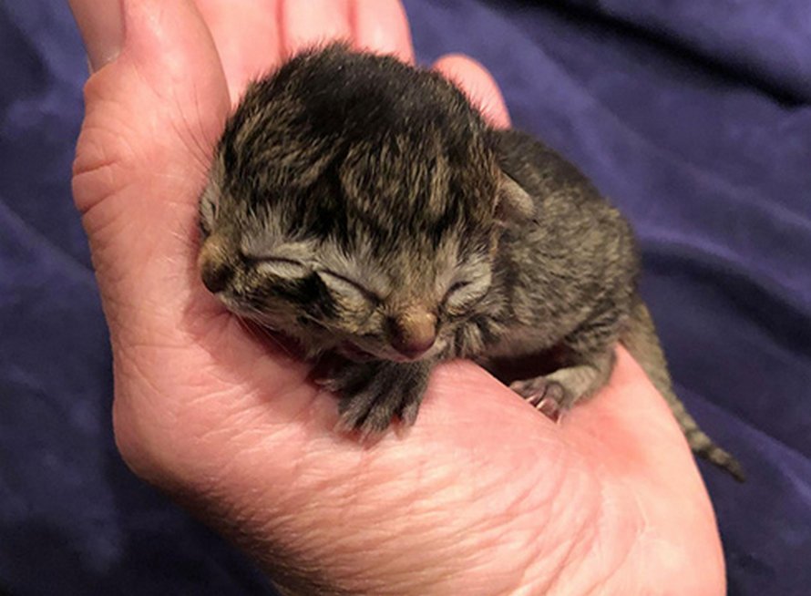 Ce Chat A Deux Faces Nomme Biscuits Et Gravy Est Mort Seulement Trois Jours Apres Sa Naissance Ipnoze Ce Chat A Deux Faces Nomme Biscuits Et Gravy Est Mort Seulement Trois Jours Apres Sa Naissance Ipnoze