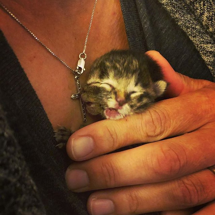 Ce Chat A Deux Faces Nomme Biscuits Et Gravy Est Mort Seulement Trois Jours Apres Sa Naissance Ipnoze