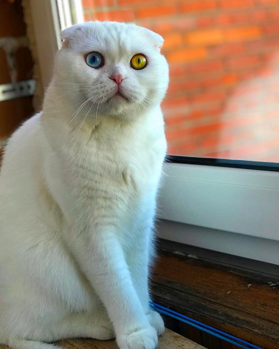 Voici Joseph Un Magnifique Chat Aux Yeux De Couleurs Differentes Qui Vont T Hypnotiser Ipnoze