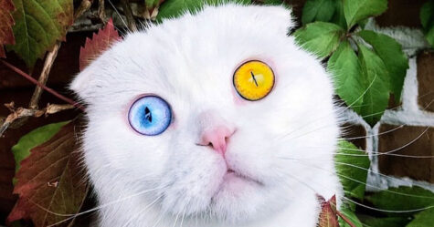 Voici Joseph Un Magnifique Chat Aux Yeux De Couleurs Differentes Qui Vont T Hypnotiser Ipnoze