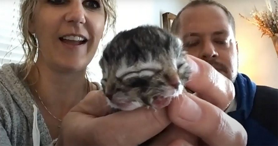 Voici Biscuits Et Gravy Le Chaton A Deux Faces Qui Fait Fondre Le Coeur Des Gens Grace A Son Apparence Unique Ipnoze Voici Biscuits Et Gravy Le Chaton A Deux Faces Qui Fait Fondre Le Coeur Des Gens Grace A Son Apparence Unique Ipnoze