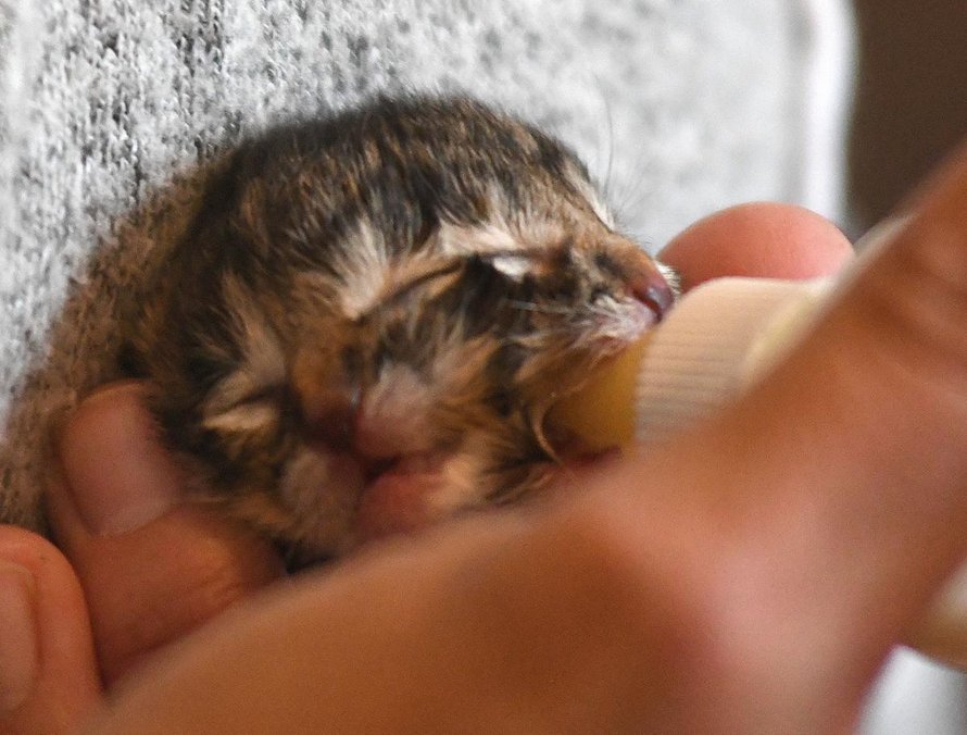 Voici Biscuits et Gravy, le chaton à deux faces qui fait fondre le coeur des gens grâce à son apparence unique
