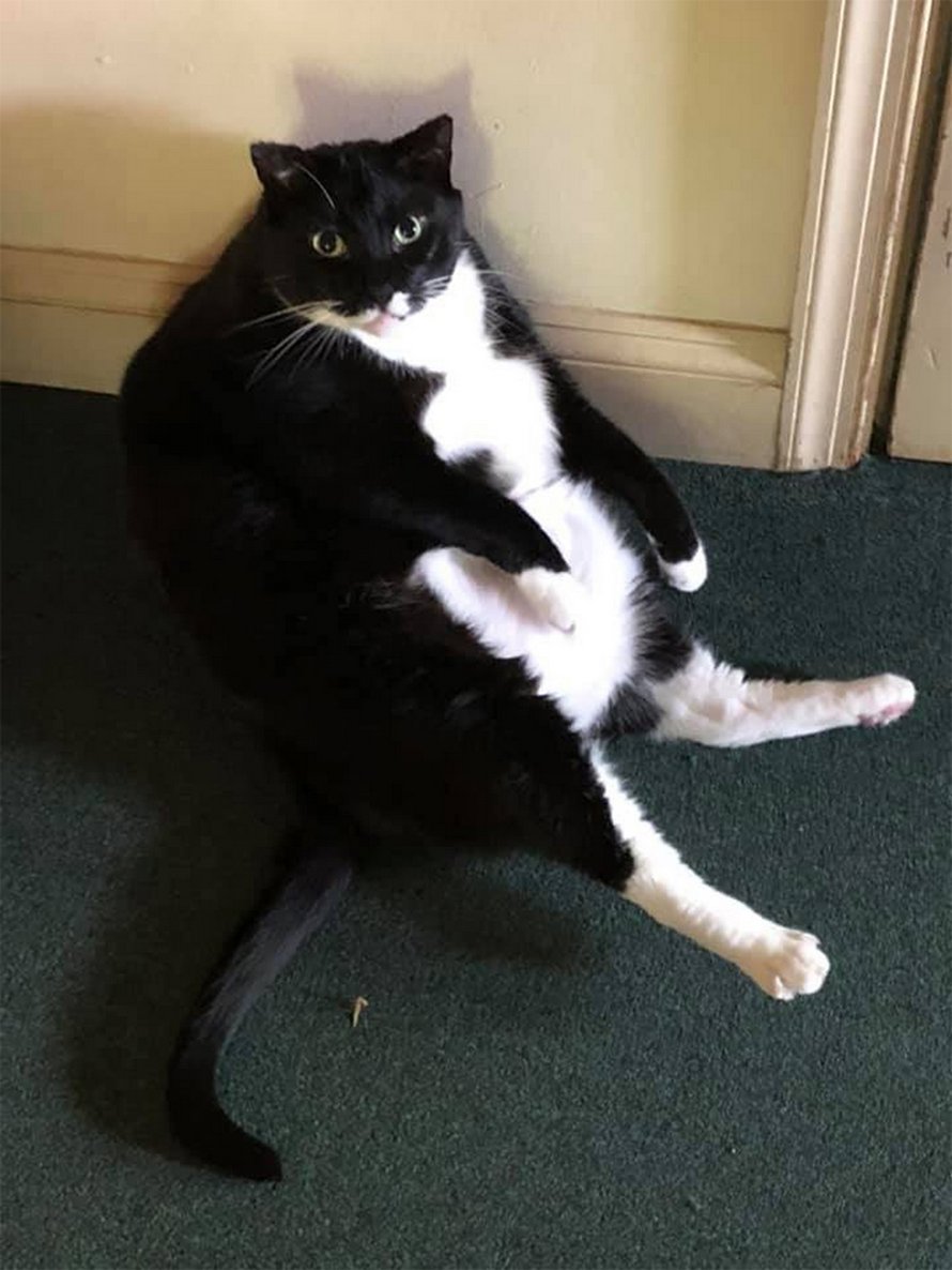 Des Gens Partagent Des Photos De Chats Bizarres Qui S Assoient Dans Les Positions Les Plus Etranges Et Voici Les 22 Plus Droles Ipnoze Des Gens Partagent Des Photos De Chats Bizarres Qui S Assoient Dans Les Positions Les Plus Etranges Et Voici Les 22 Plus Droles Ipnoze