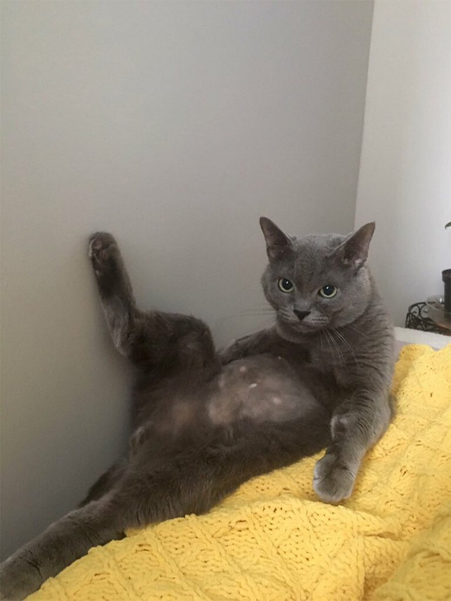 Des Gens Partagent Des Photos De Chats Bizarres Qui S Assoient Dans Les Positions Les Plus Etranges Et Voici Les 22 Plus Droles Ipnoze Des Gens Partagent Des Photos De Chats Bizarres Qui S Assoient Dans Les Positions Les Plus Etranges Et Voici Les 22 Plus Droles Ipnoze