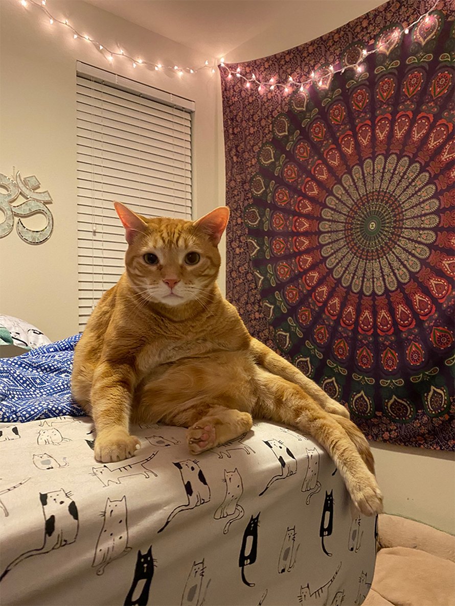 Des gens partagent des photos de chats bizarres qui s’assoient dans les