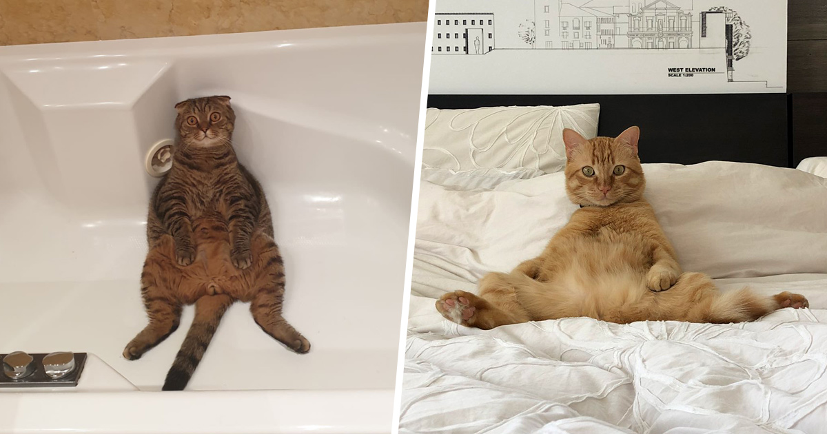 Des Gens Partagent Des Photos De Chats Bizarres Qui S Assoient Dans Les Positions Les Plus Etranges Et Voici Les 22 Plus Droles Ipnoze Des Gens Partagent Des Photos De Chats Bizarres Qui S Assoient Dans Les Positions Les Plus Etranges Et Voici Les 22 Plus Droles Ipnoze