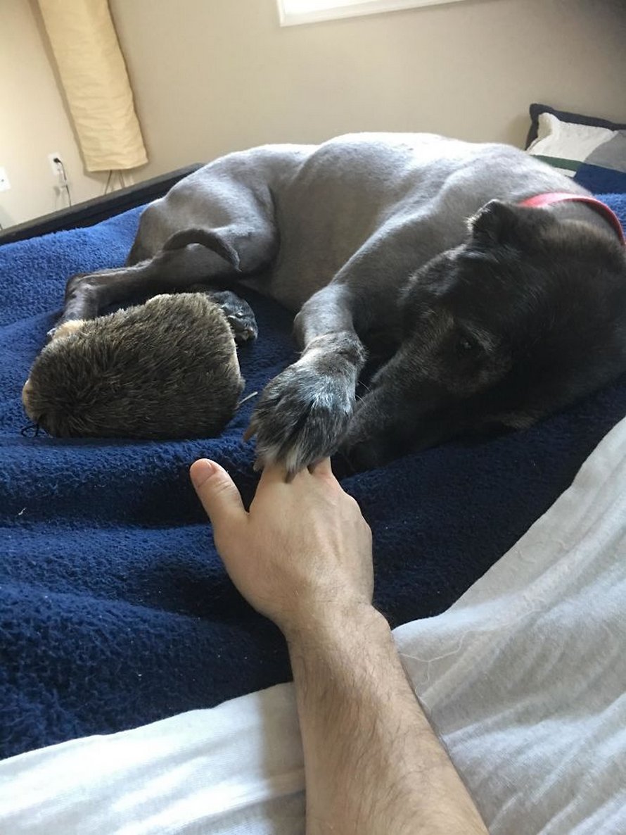 https://www.ipnoze.com/wordpress/wp-content/uploads/2020/05/chats-chiens-volent-place-lit-008.jpg