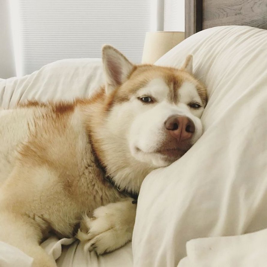 https://www.ipnoze.com/wordpress/wp-content/uploads/2020/05/chats-chiens-volent-place-lit-009.jpg