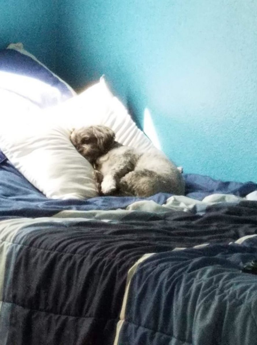 https://www.ipnoze.com/wordpress/wp-content/uploads/2020/05/chats-chiens-volent-place-lit-010.jpg