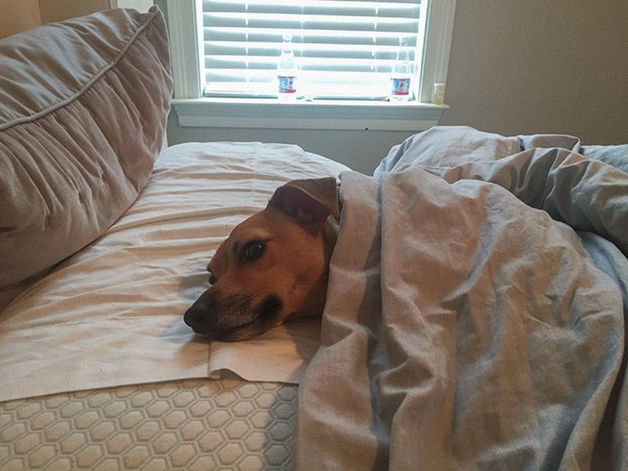 https://www.ipnoze.com/wordpress/wp-content/uploads/2020/05/chats-chiens-volent-place-lit-032.jpg